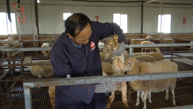 湖羊养殖技术培训视频_湖羊养殖技术大全_湖羊养殖技术要点视频