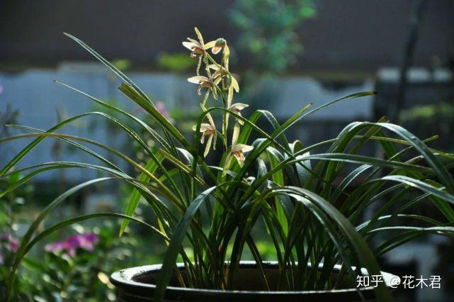 兰花种植技术与管理_兰花种植技术视频教程_种植兰花的技术