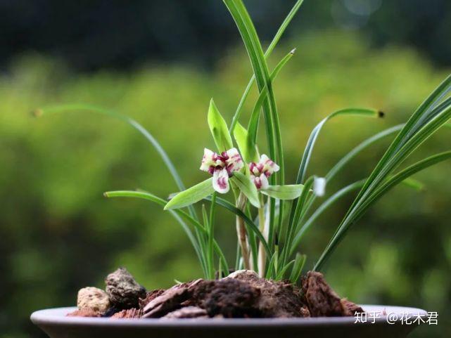 种植兰花的技术_兰花种植技术视频教程_兰花种植技术与管理