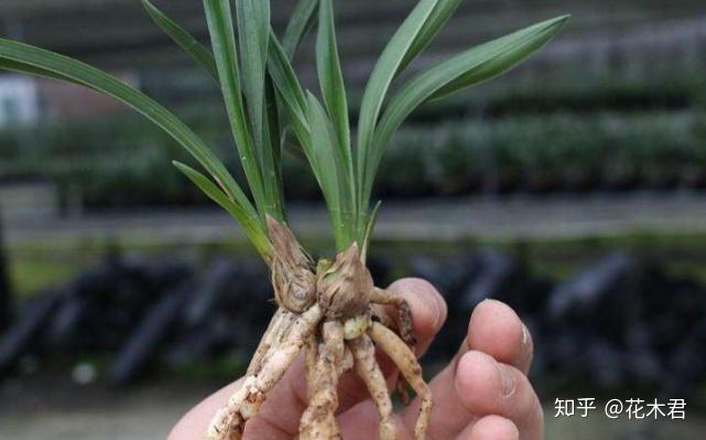 兰花种植技术与管理_种植兰花的技术_兰花种植技术视频教程