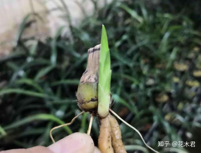 兰花种植技术与管理_种植兰花的技术_兰花种植技术视频教程