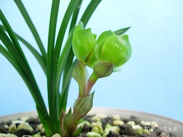 种植兰花的技术_兰花种植技术视频教程_兰花种植技术与管理