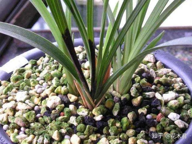 兰花种植技术视频教程_兰花种植技术与管理_种植兰花的技术