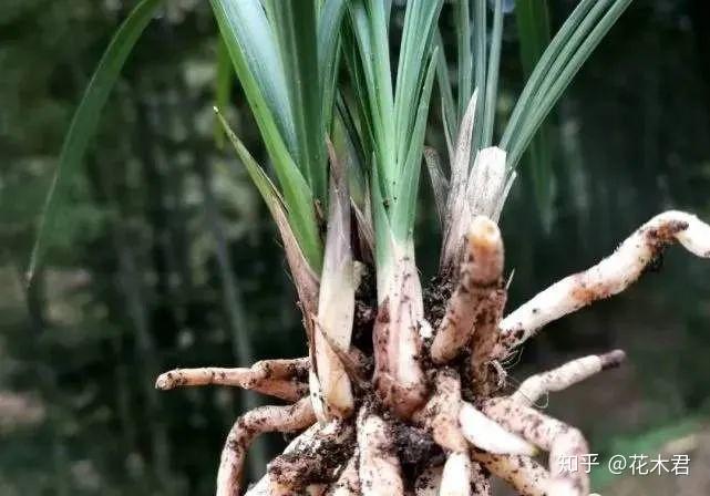 兰花种植技术与管理_种植兰花的技术_兰花种植技术视频教程