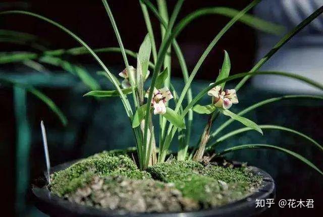 兰花种植技术视频教程_种植兰花的技术_兰花种植技术与管理