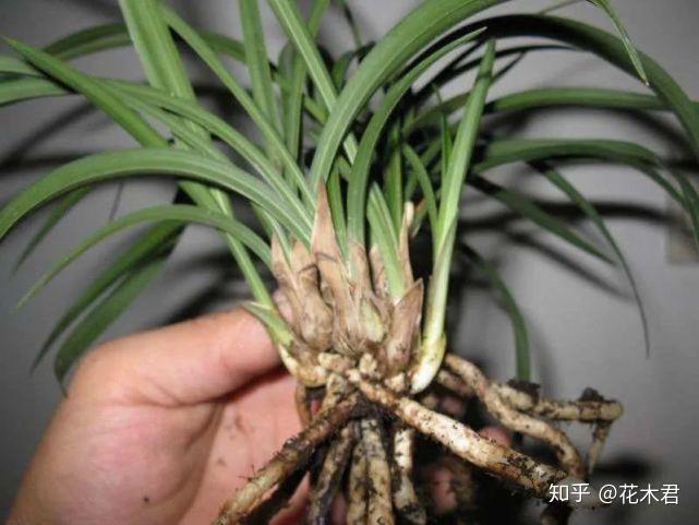 兰花种植技术视频教程_种植兰花的技术_兰花种植技术与管理