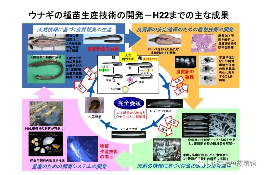 人工养殖鳗鱼技术_人工养殖的鳗鱼_养殖人工鳗鱼技术要求