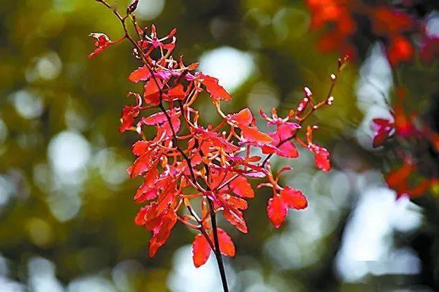 种植兰花的技术_兰花种植技术视频_兰花种植技术视频教程