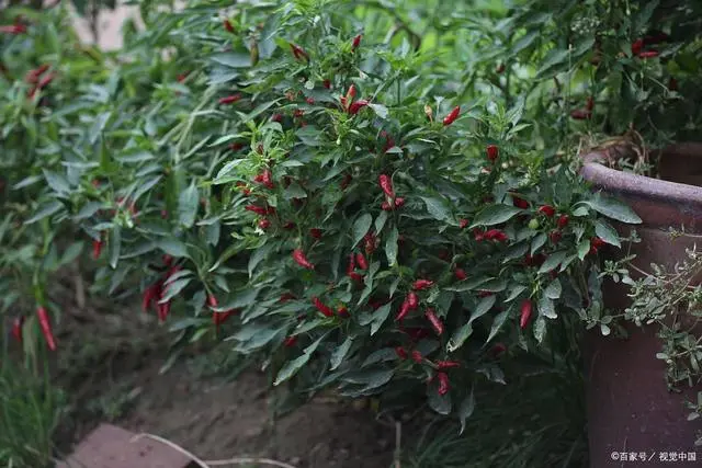 小米椒种植方法与技术