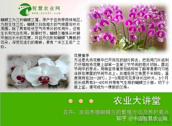 花卉：家庭养殖蝴蝶兰的繁殖方法及养护要点