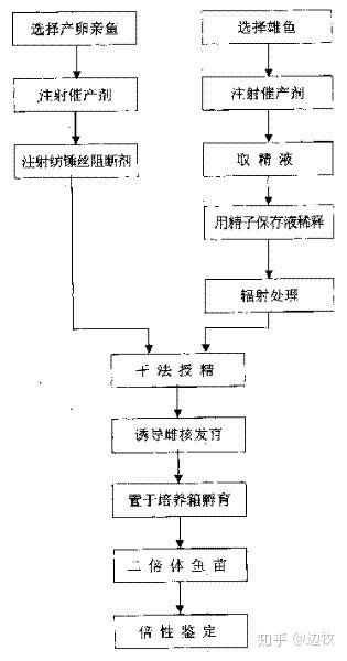 茄子种植管理技术视频_茄子种植技术与管理视频_茄子种植与管理视频