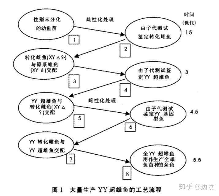 茄子种植与管理视频_茄子种植技术与管理视频_茄子种植管理技术视频