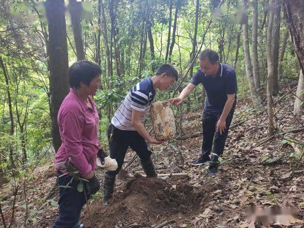 中国梦•劳动美 | 钟礼义：33年潜心钻研 带领农户蹚出林下灵芝致富路