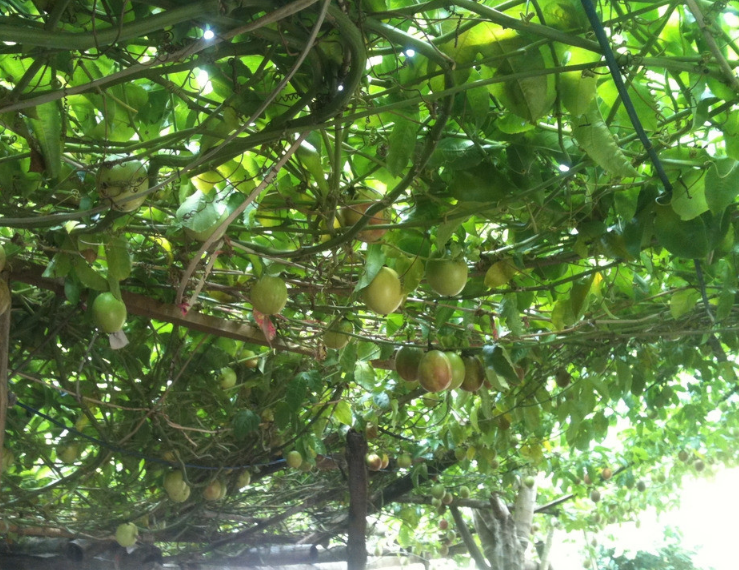 致富果树_果树种植致富经_百香果种植致富