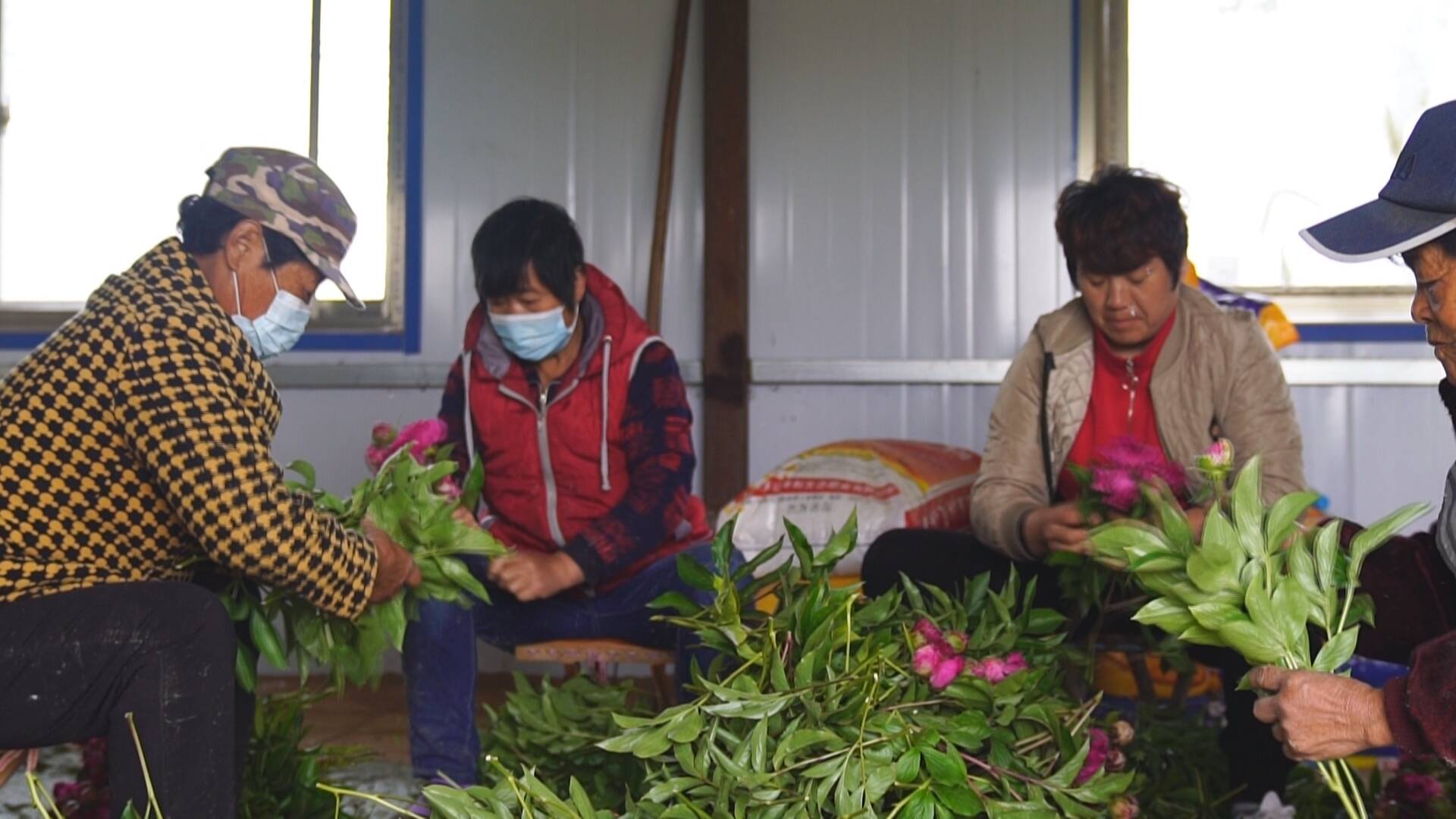 农村花卉种植加盟_农村小型种植花卉致富_农村种植花卉赚钱吗