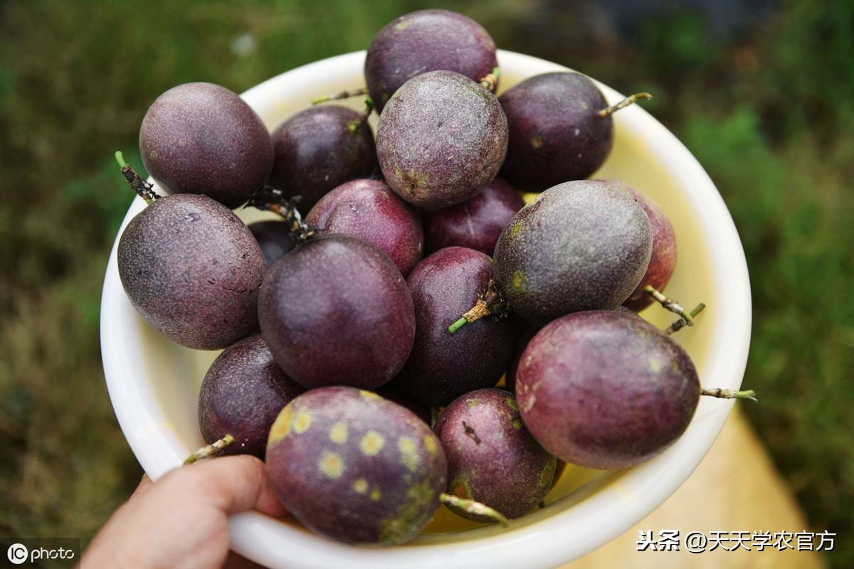 农村种植果树致富好项目_百香果种植致富_果树种植致富经