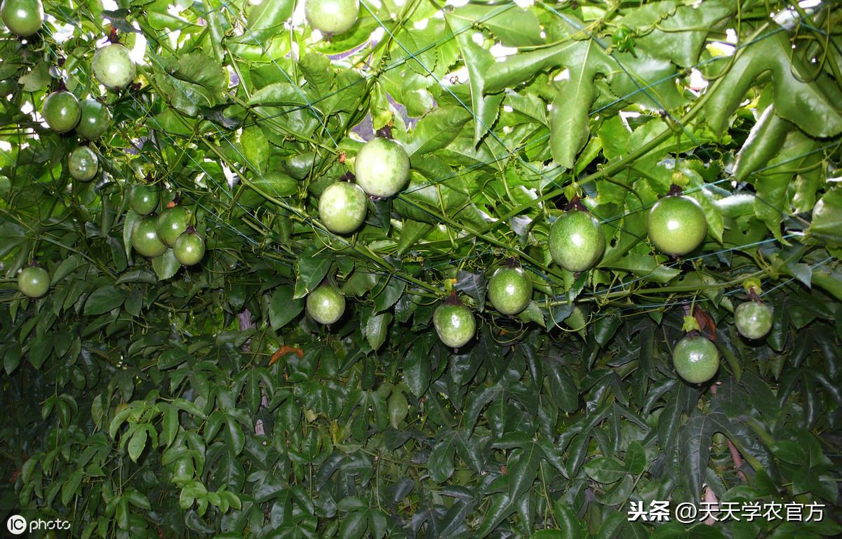 百香果种植致富_果树种植致富经_农村种植果树致富好项目