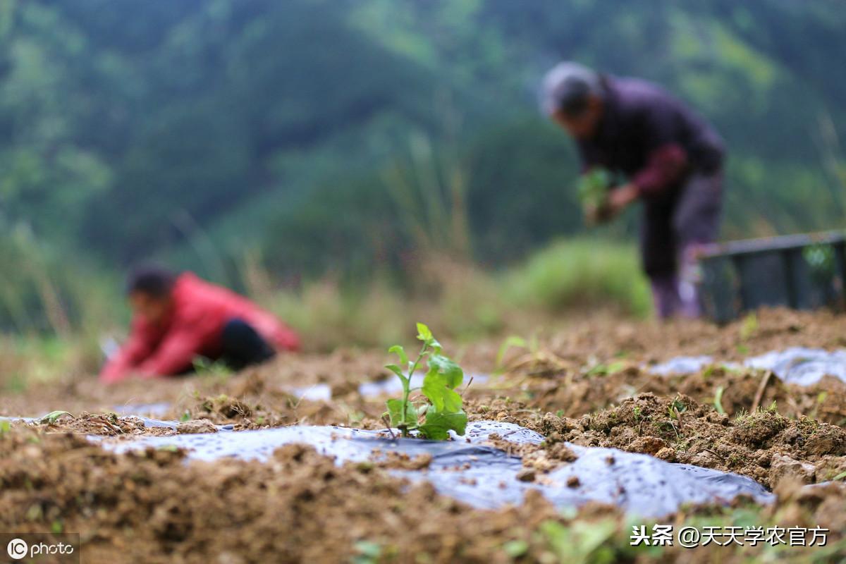 果树种植致富经_农村种植果树致富好项目_百香果种植致富