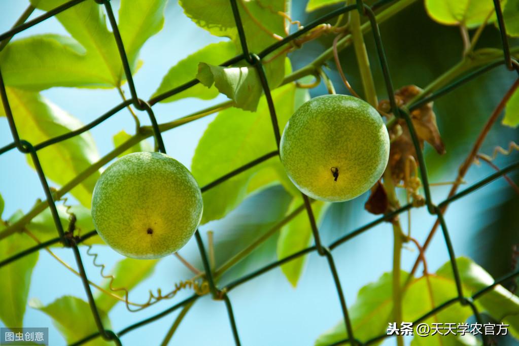 果树种植致富经_农村种植果树致富好项目_百香果种植致富