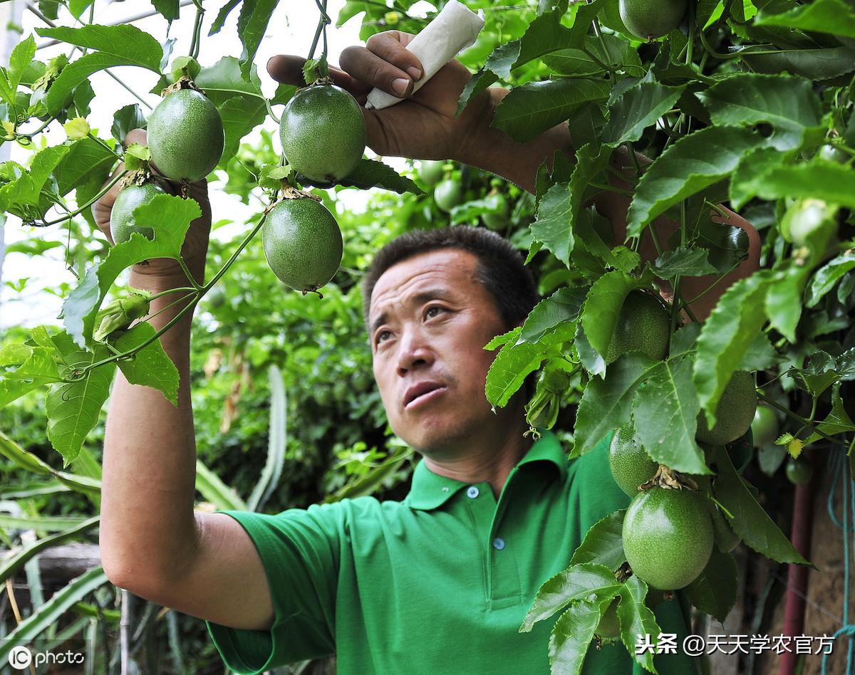 农村种植果树致富好项目_百香果种植致富_果树种植致富经