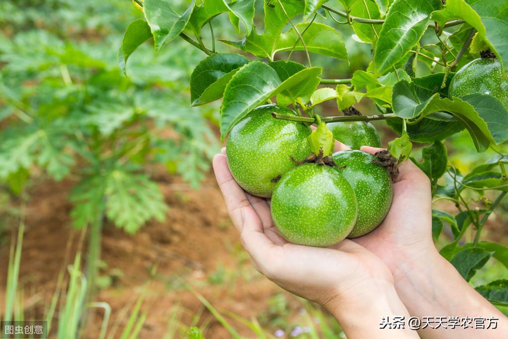 果树种植致富经_百香果种植致富_农村种植果树致富好项目