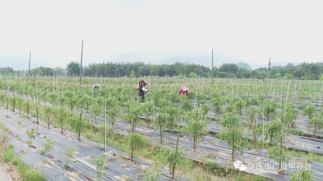 发展 种植 致富_种植致富业_种植致富新项目