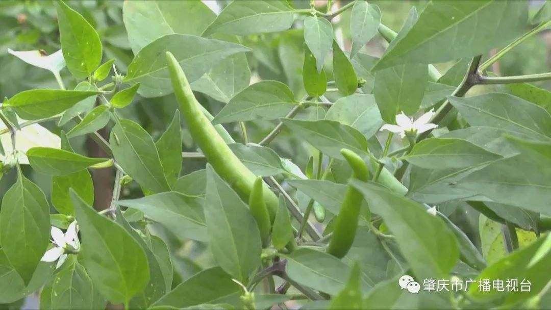 发展 种植 致富_种植致富业_种植致富新项目