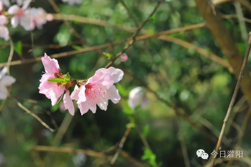 发展 种植 致富_种植致富新项目_种植致富业