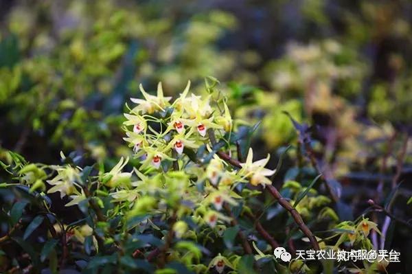 半夏种植效益_礼县种植半夏致富_半夏药材种植