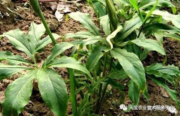 礼县种植半夏致富_半夏种植效益_半夏药材种植