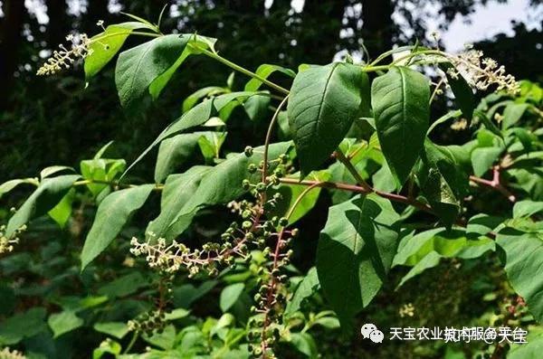 礼县种植半夏致富_半夏种植效益_半夏药材种植