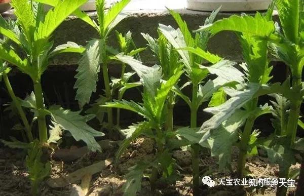 半夏种植效益_半夏药材种植_礼县种植半夏致富