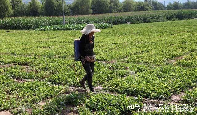 半夏种植效益_半夏药材种植_礼县种植半夏致富