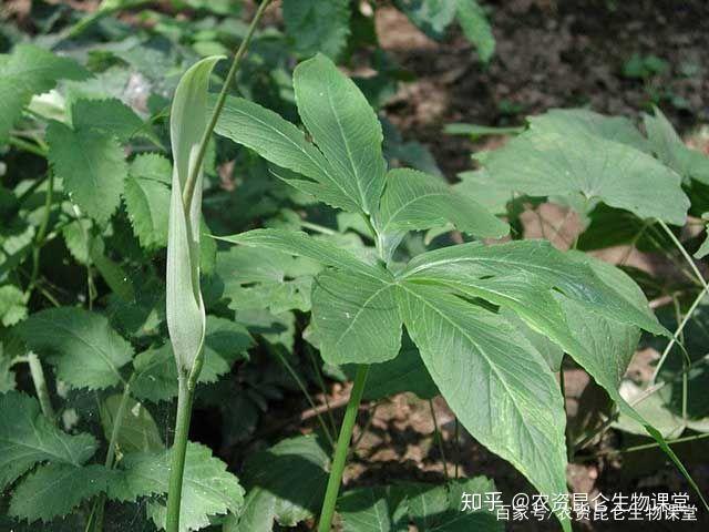 半夏药材种植_半夏种植效益_礼县种植半夏致富