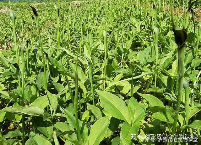 半夏药材种植_礼县种植半夏致富_半夏种植效益