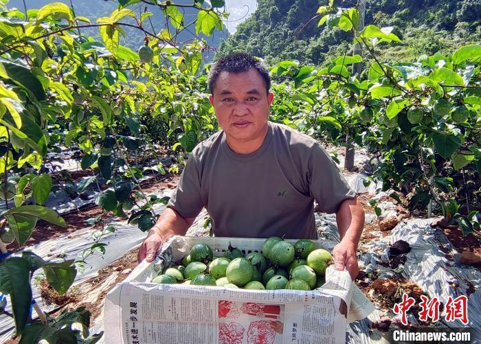 致富果树_农村种植果树致富好项目_百香果种植致富