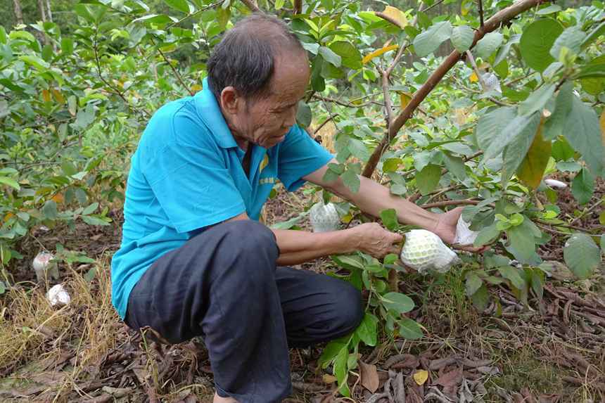 种植致富业_农民种植致富果_农民致富种植项目