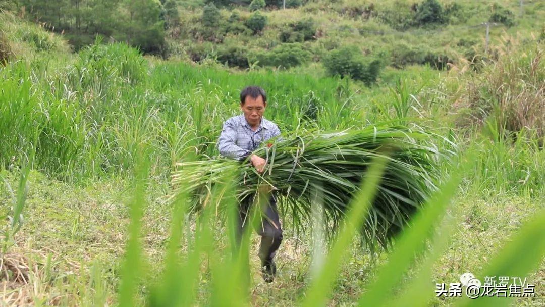 湖羊养殖技术要点视频_湖羊养殖技术培训视频_湖羊养殖技术指导