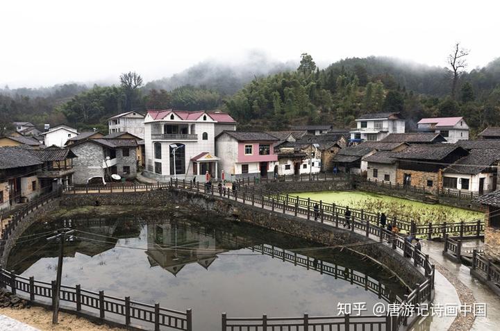 致富经藕塘养殖甲鱼_藕塘养甲鱼视频_致富养殖甲鱼藕塘图片