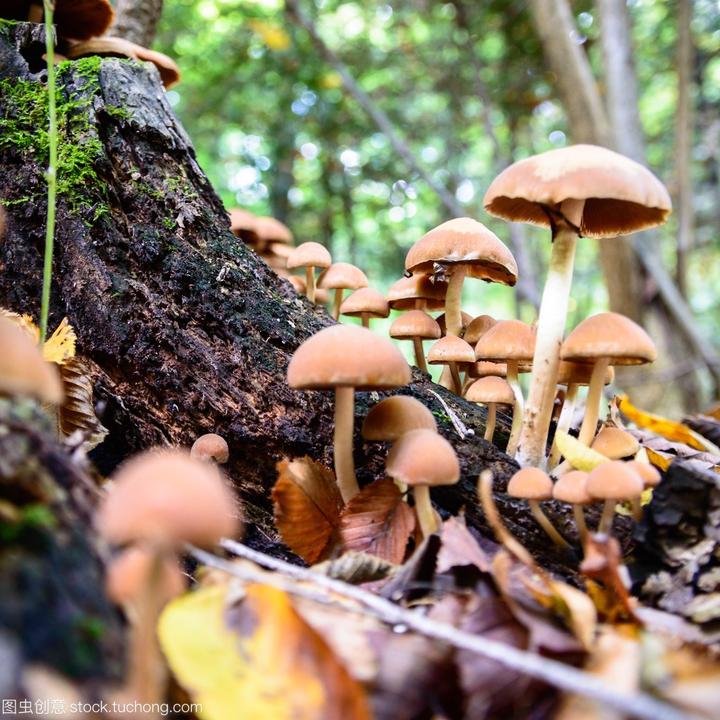 种植食用菌技术主要包括_食用菌主要种植技术_种植食用菌效益怎么样