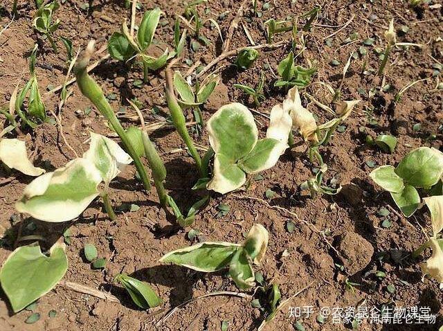 礼县种植半夏致富_半夏药材种植_半夏种植赚钱吗