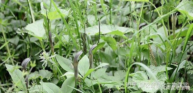 礼县种植半夏致富_半夏药材种植_半夏种植赚钱吗