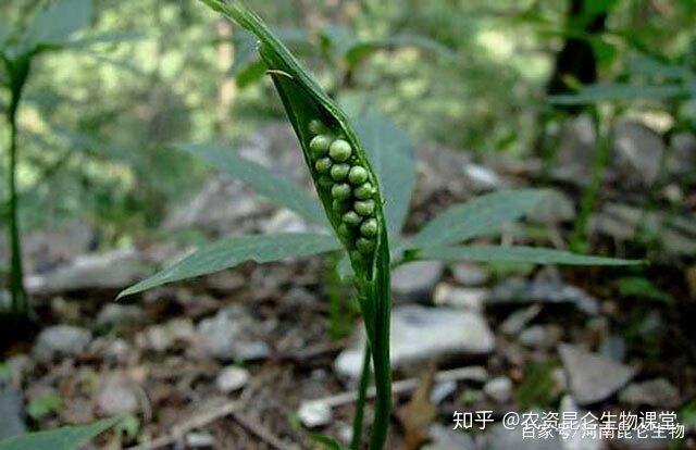 半夏药材种植_礼县种植半夏致富_半夏种植赚钱吗