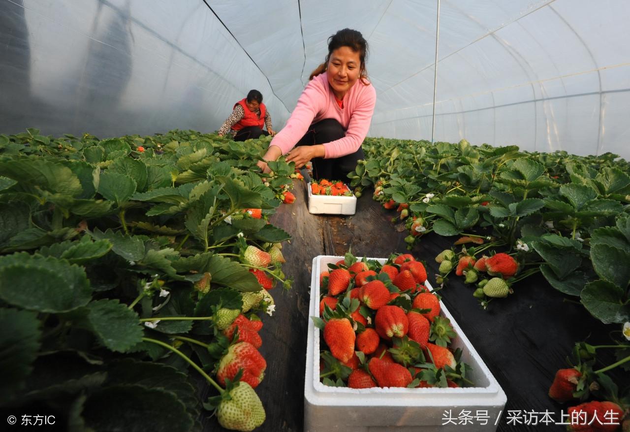 致富养殖草莓项目有哪些_致富养殖草莓项目介绍_草莓养殖致富项目