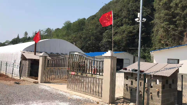 咸阳鹌鹑养殖_陕西鹌鹑养殖基地_渭南鹌鹑养殖致富