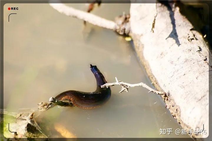 致富养殖种草草鱼好吗_致富养殖种草草鱼图片_种草养殖草鱼致富