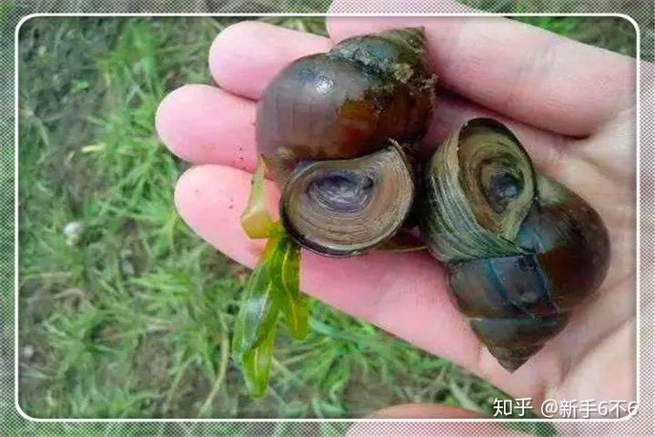 种草养殖草鱼致富_致富养殖种草草鱼好吗_致富养殖种草草鱼图片