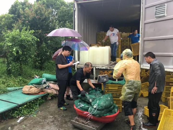 致富养殖甲鱼藕塘图片大全_致富养殖甲鱼藕塘视频_致富经藕塘养殖甲鱼