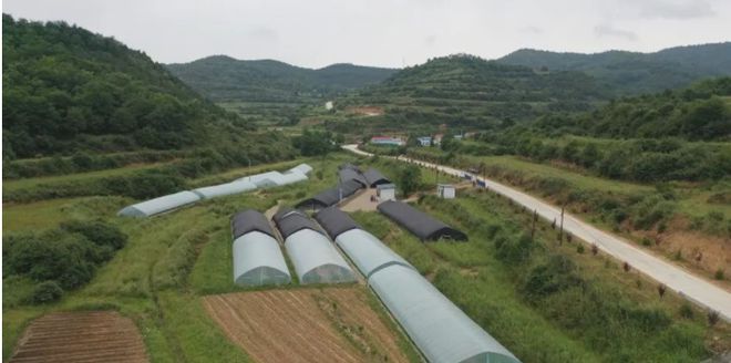 致富灵芝之路种植视频_致富之路种植灵芝_灵芝里的致富经