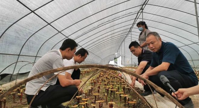 致富灵芝之路种植视频_灵芝里的致富经_致富之路种植灵芝